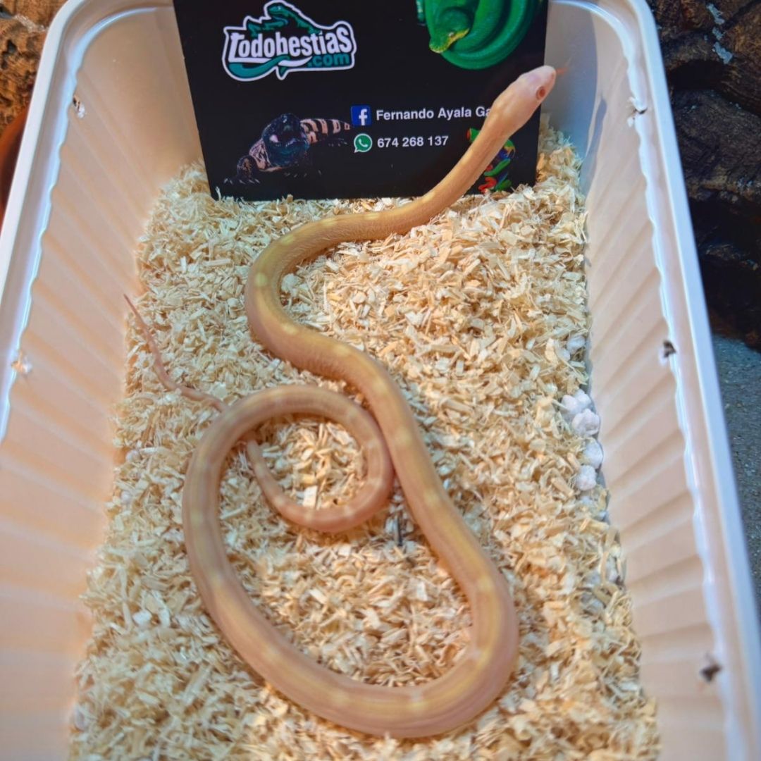 Phanterophis Guttata Scaleless Butter