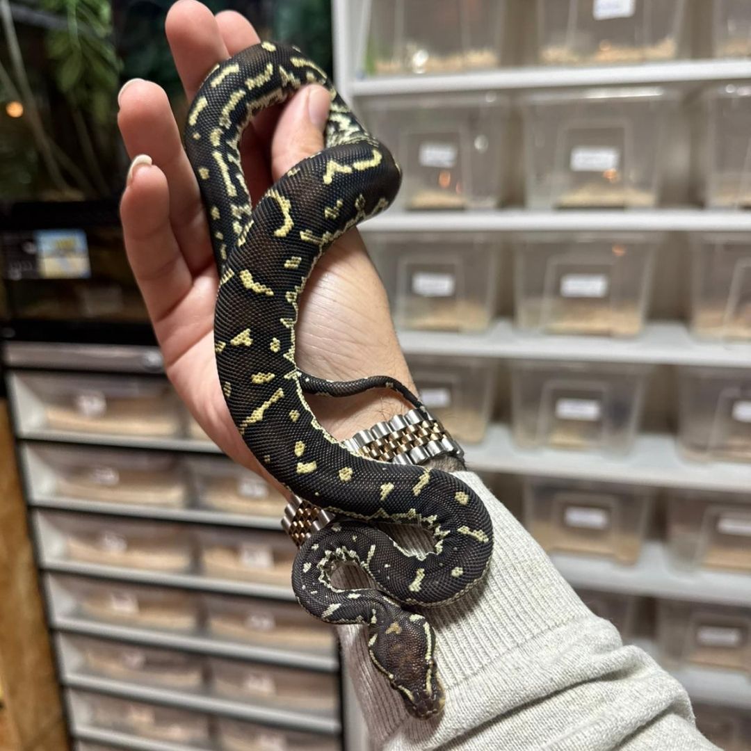 Python anchietae (Pareja)