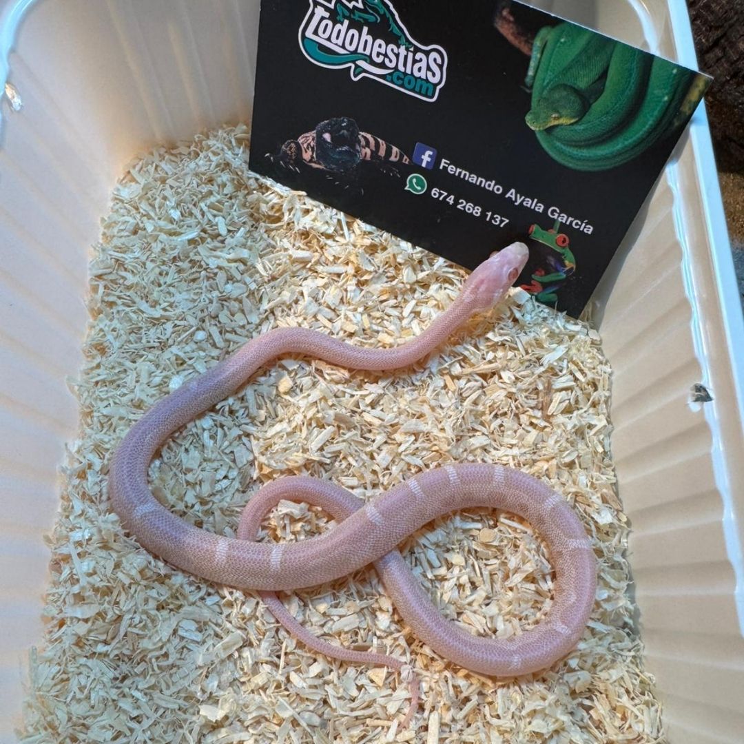 Phanterophis Guttata microscaleless Snow