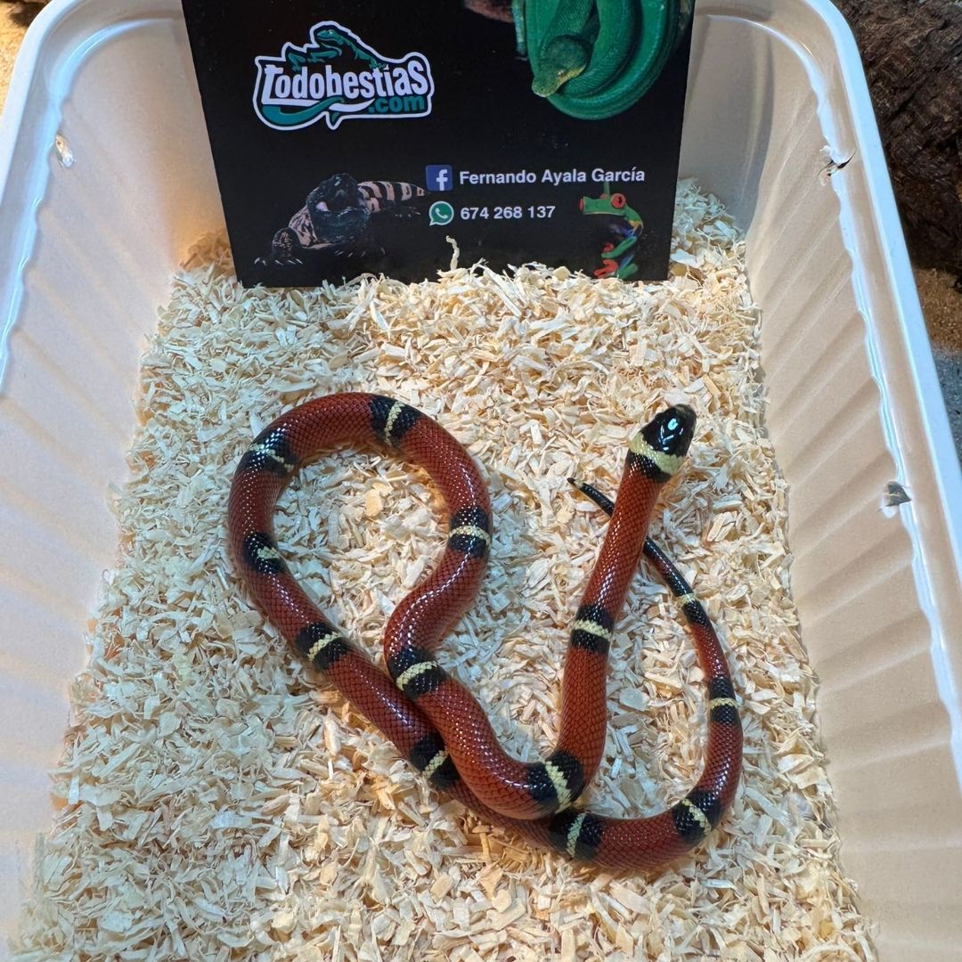 Lampropeltis sinaloe