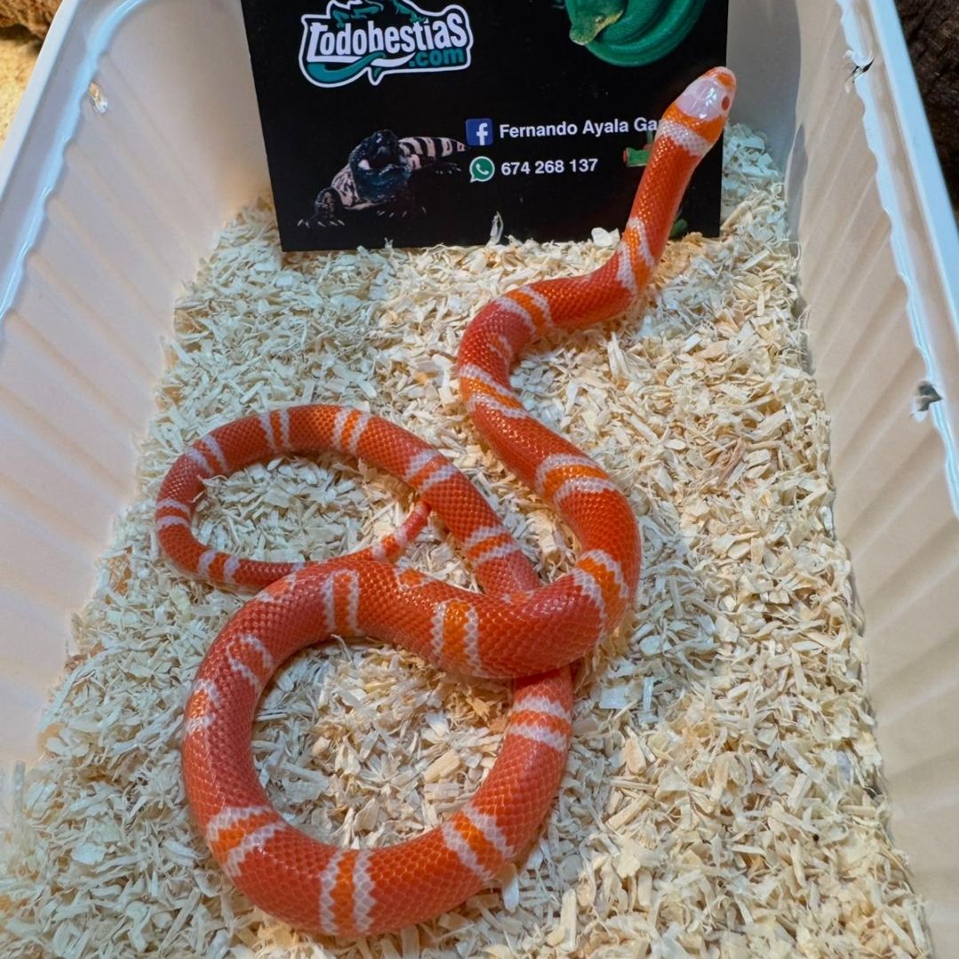 Lampropeltis hondurensis Tangerine albina