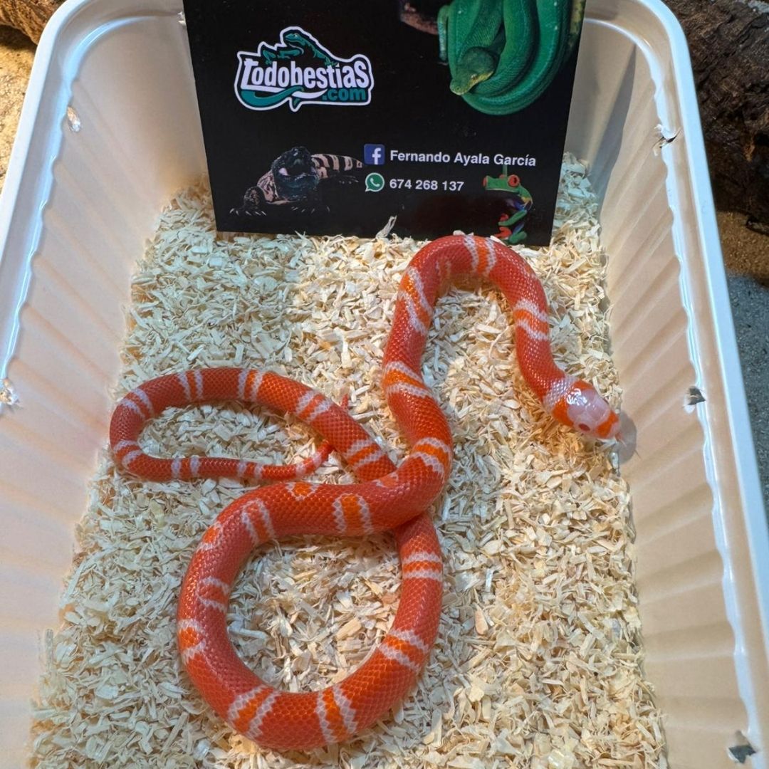 Lampropeltis hondurensis Tangerine albina - Imagen 2