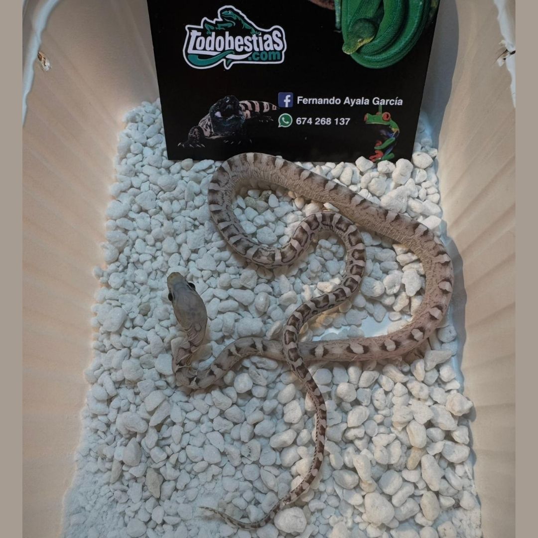 Phanterophis guttatas Scaleless charcoal