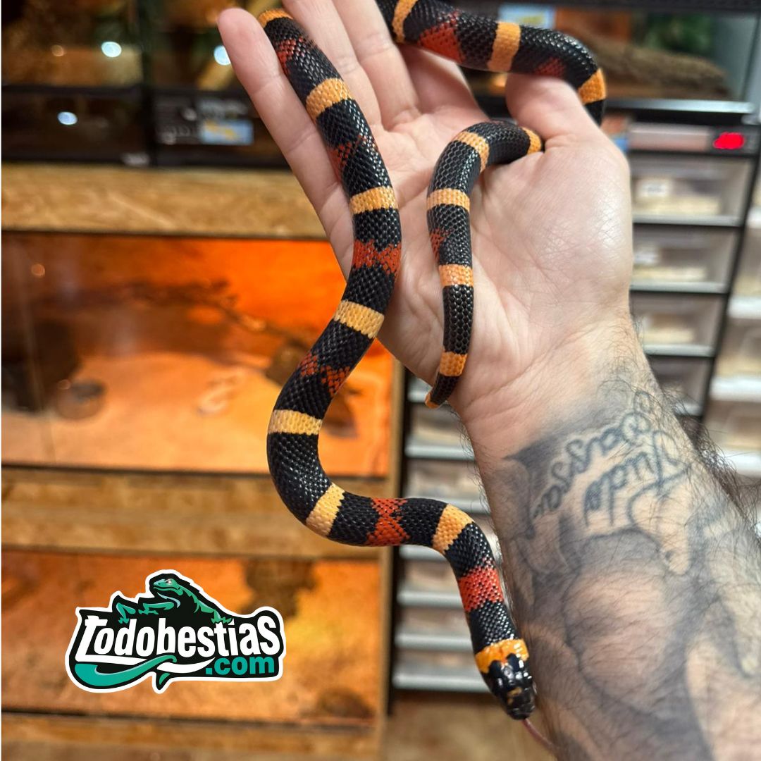 Lampropeltis campbelli hallowen medianas - Imagen 3