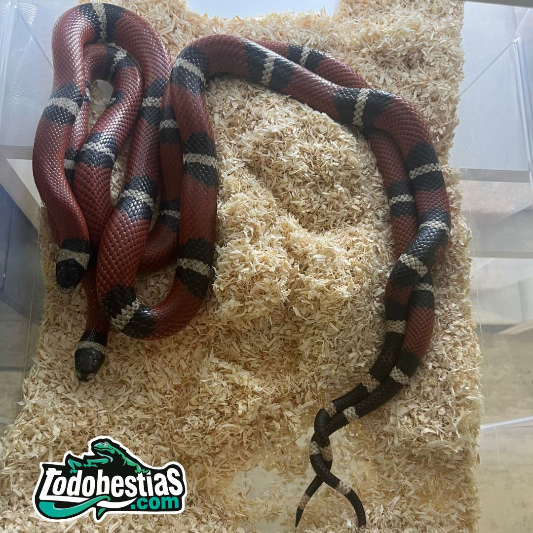 Lampropeltis sinaloe hembra adulta