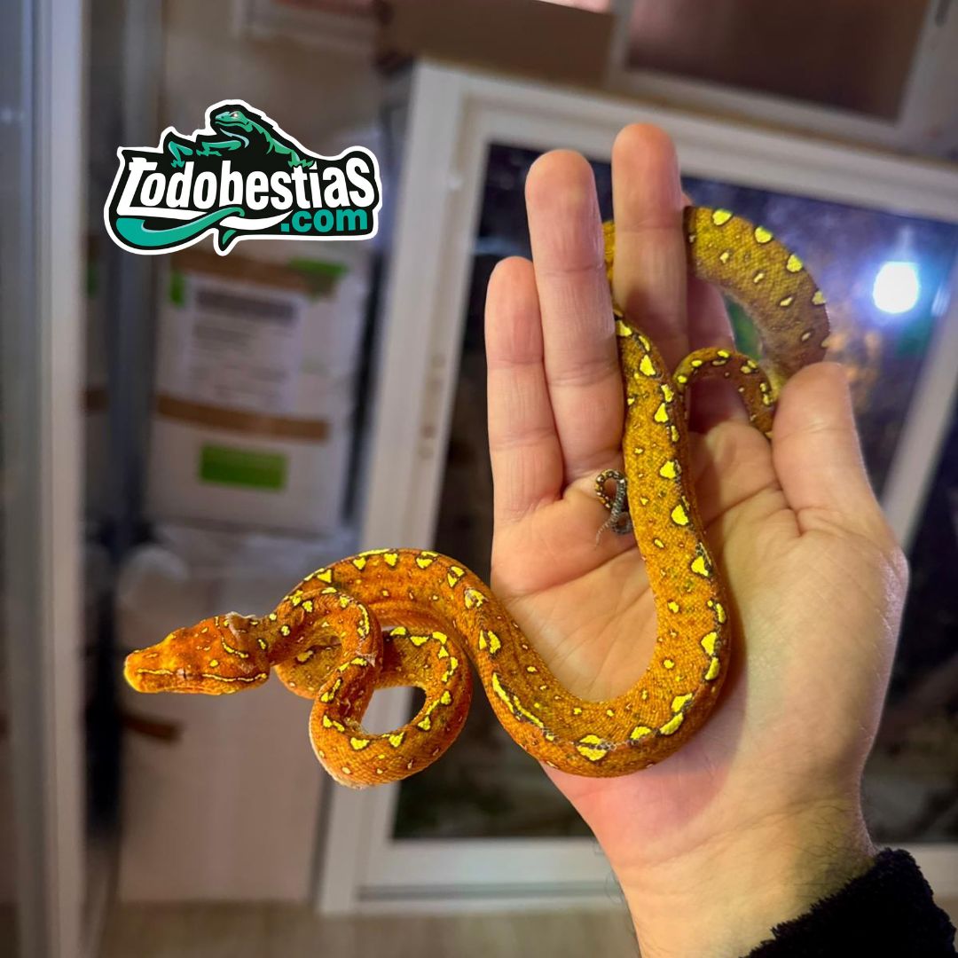 Morelia viridis Biak (Rojas)