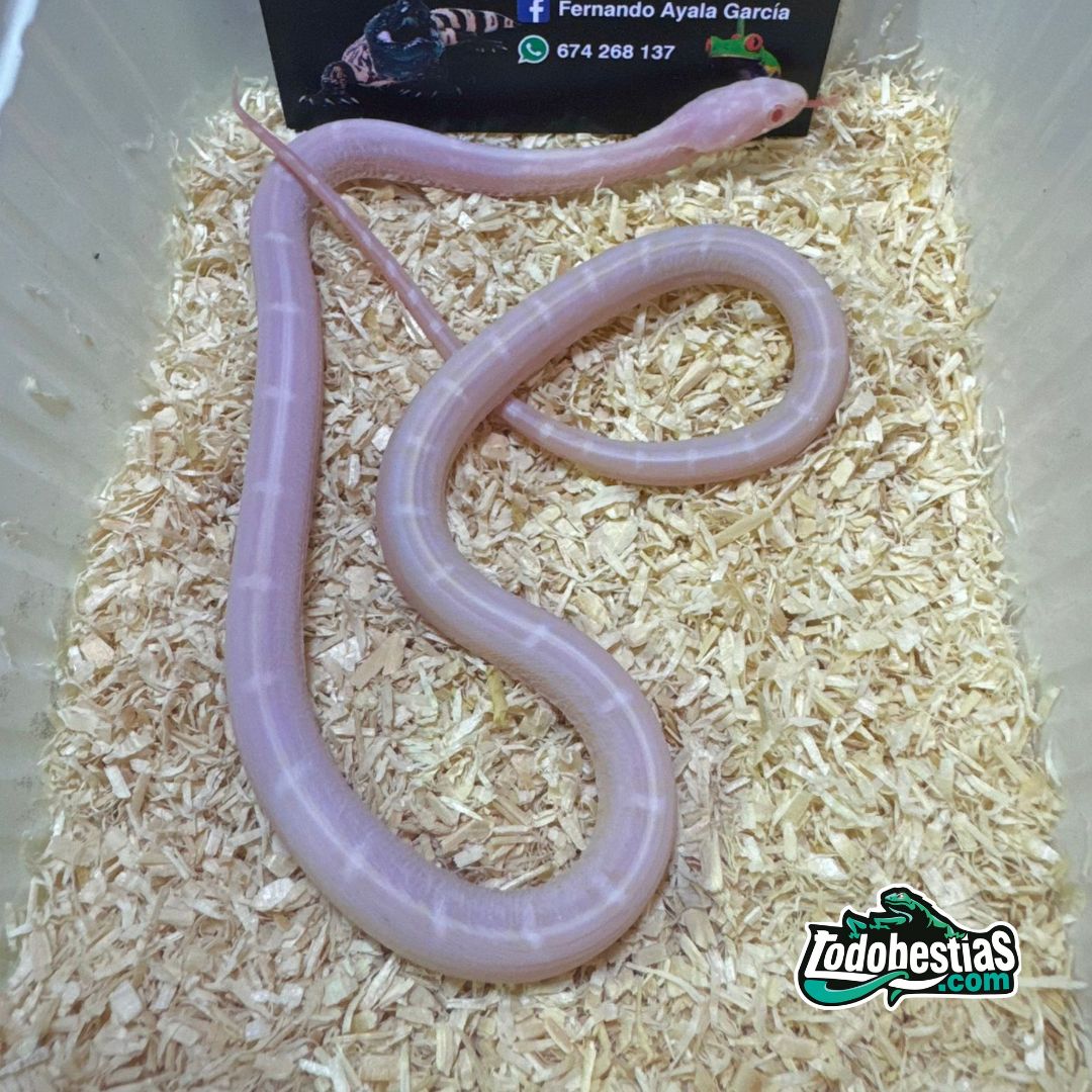 Phanterophis Guttata Scaleless Snow hembra joven