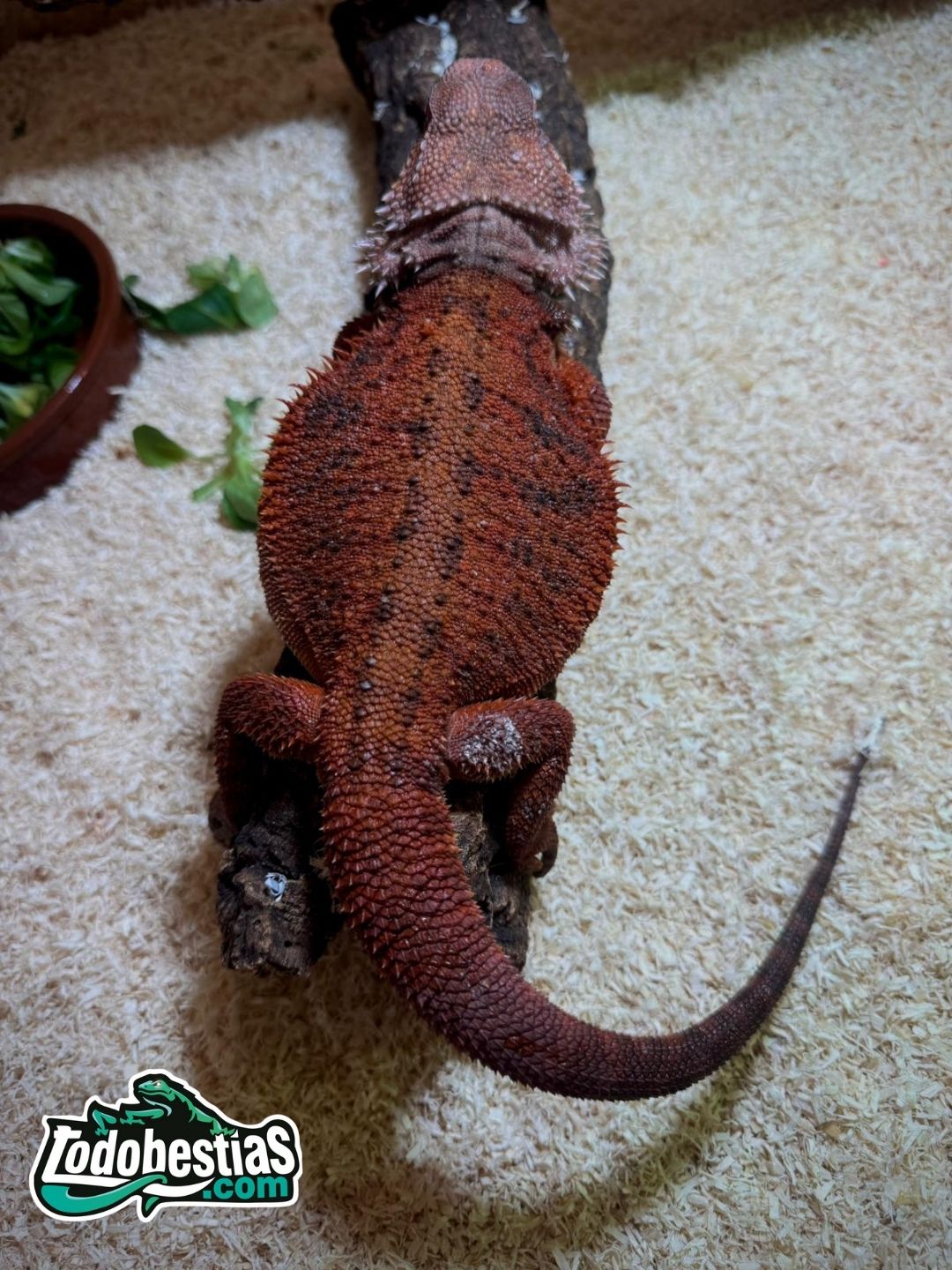 Pogona Vitticeps Red Monster  Macho adulto