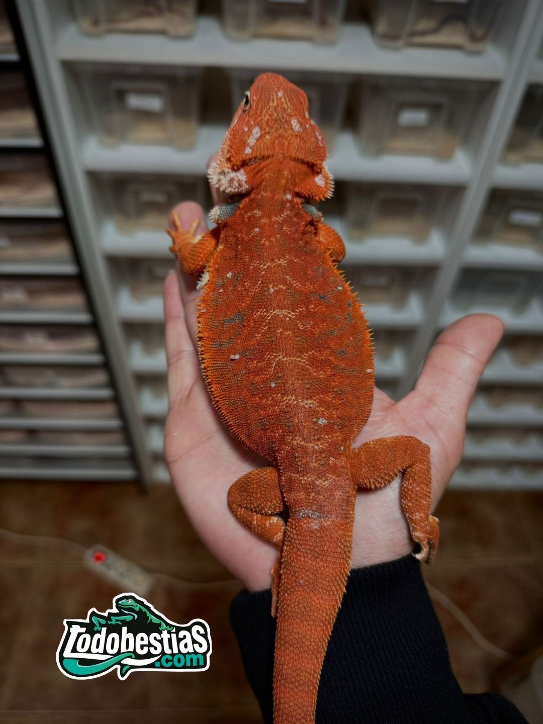 Pogona Vitticeps Red subadulta