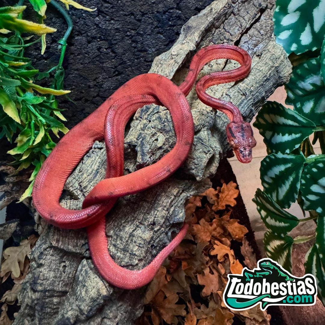 Corallus hortulanus Red - Imagen 2