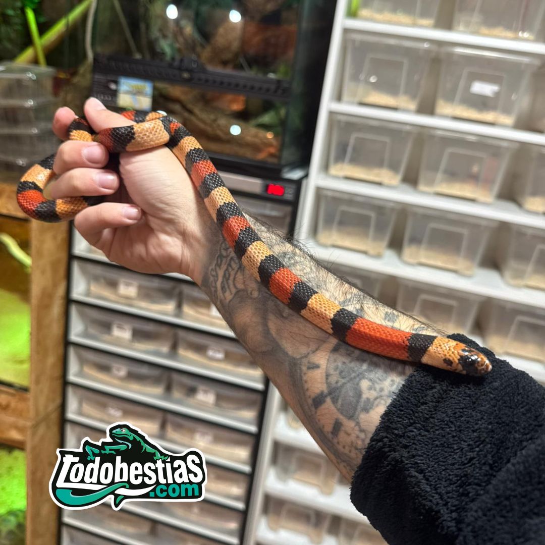 Lampropeltis Campbelli Apricot Pareja adulta - Imagen 2