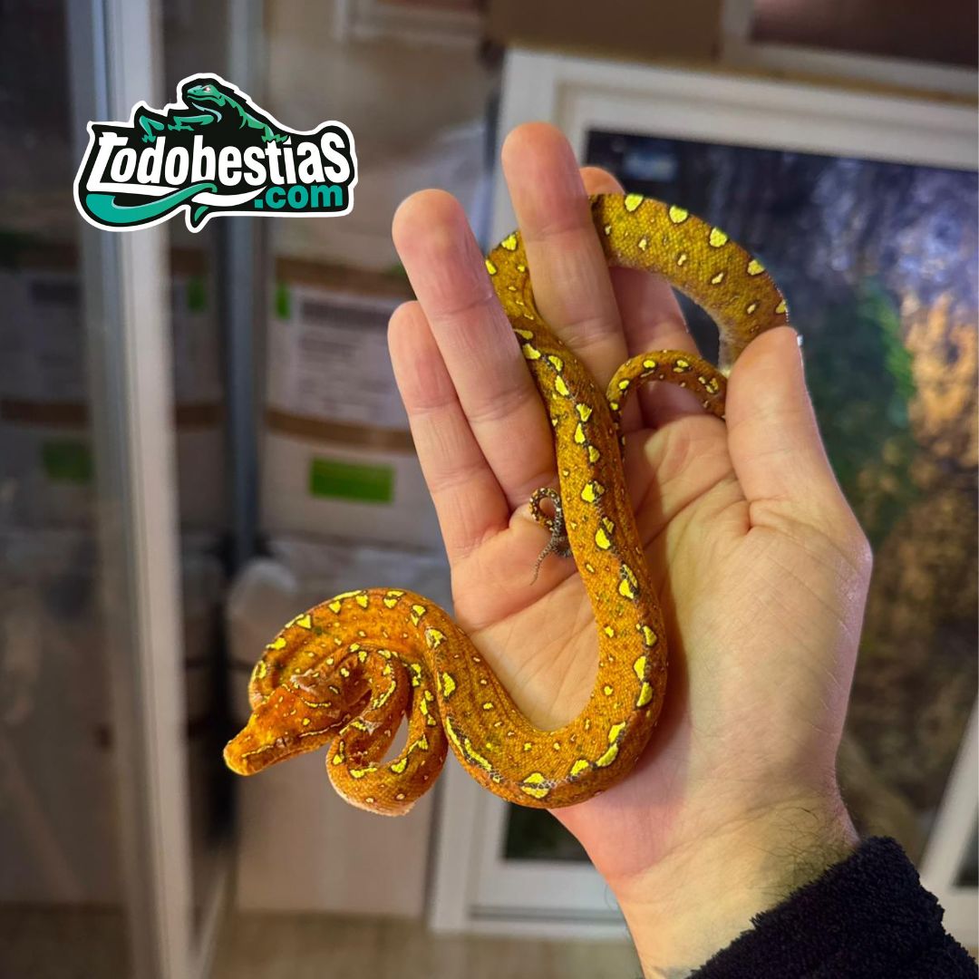 Morelia viridis Biak (Rojas) - Imagen 2