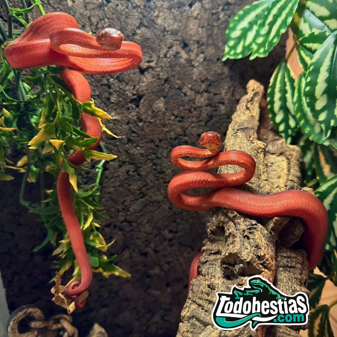 Corallus hortulanus Red - Imagen 3