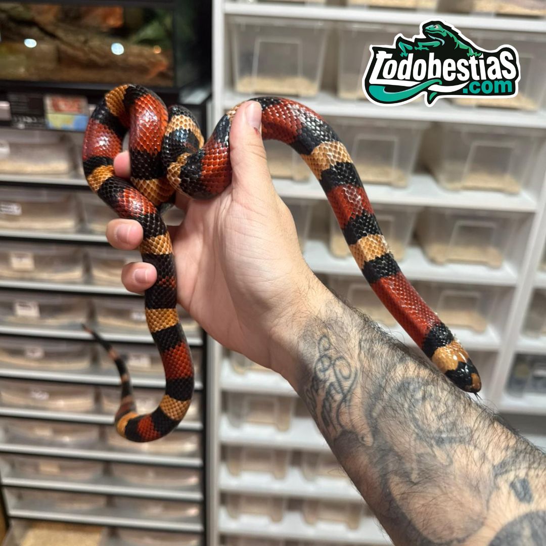 Lampropeltis Campbelli Apricot Pareja adulta - Imagen 3