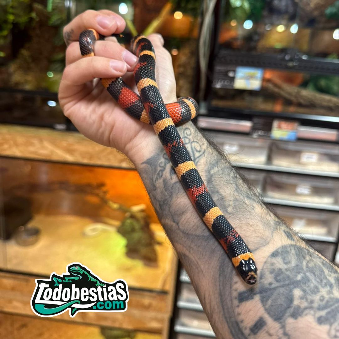 Lampropeltis campbelli hallowen medianas - Imagen 2