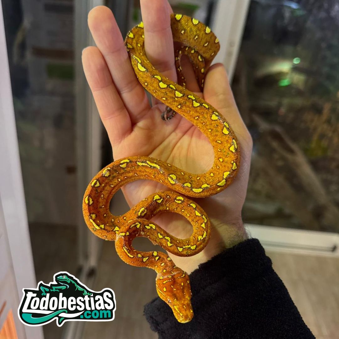 Morelia viridis Biak (Rojas) - Imagen 3