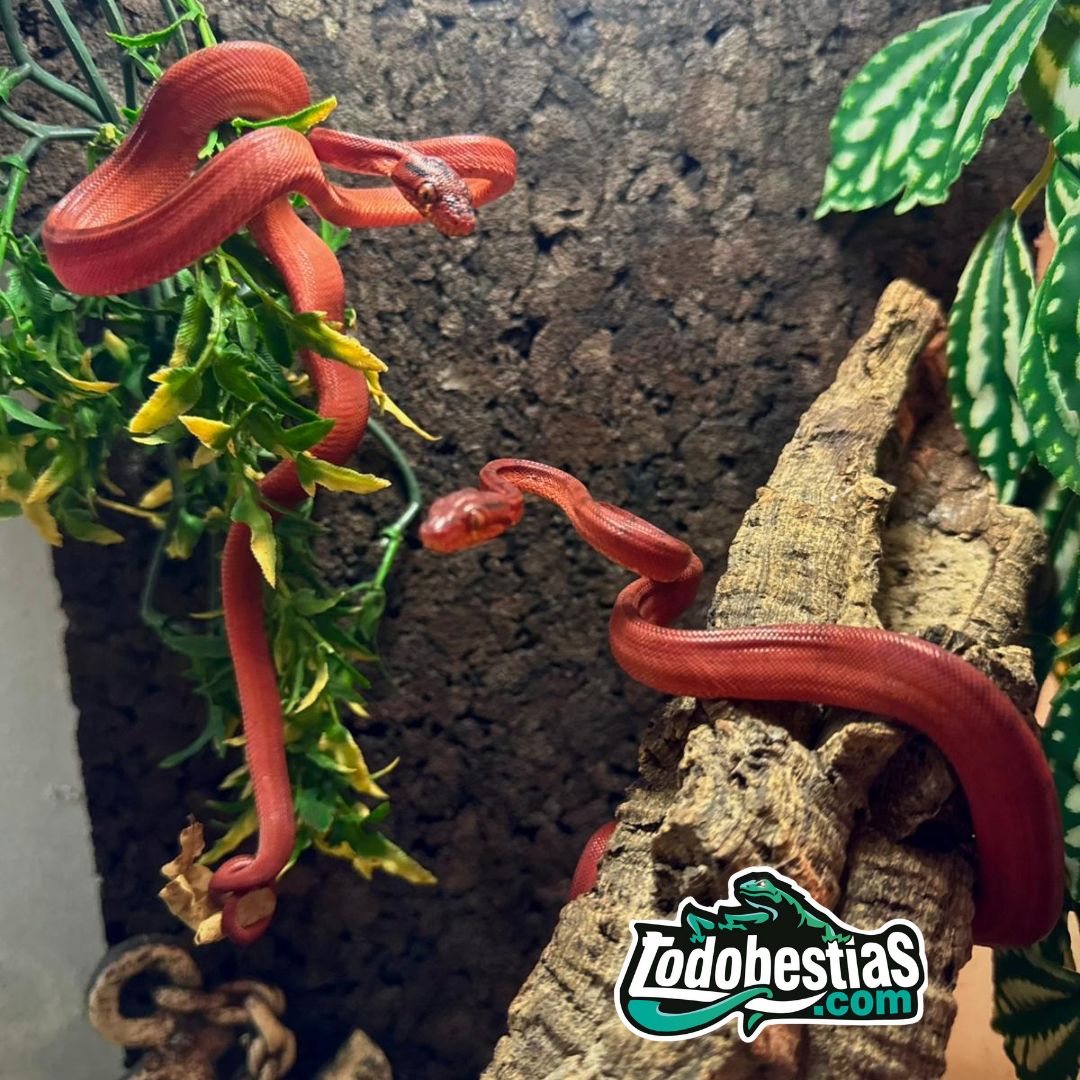 Corallus hortulanus Red - Imagen 4