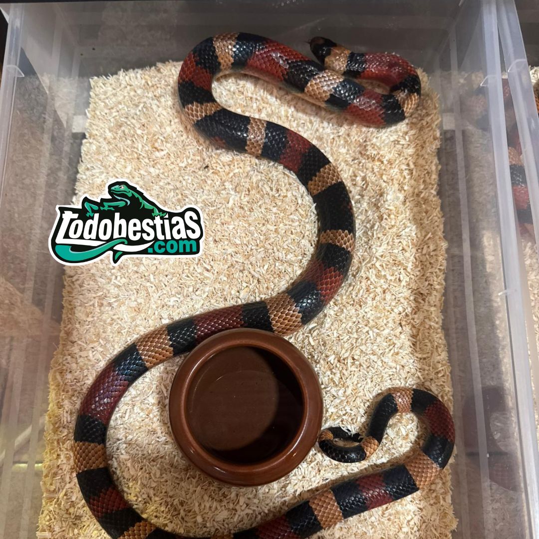 Lampropeltis Campbelli Apricot Pareja adulta - Imagen 4
