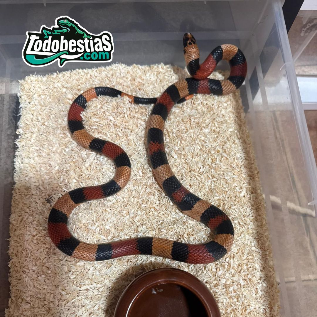 Lampropeltis Campbelli Apricot Pareja adulta - Imagen 5