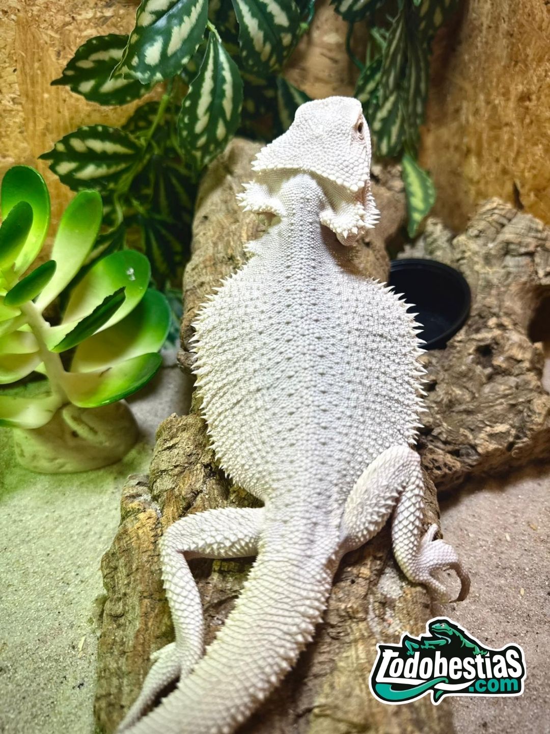 Pogonas vitticeps Zero Snow Subadultas