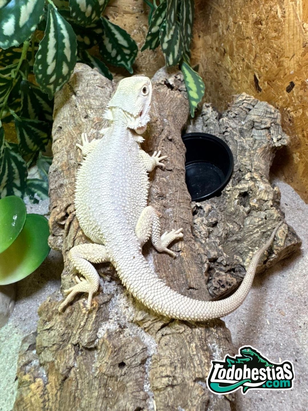 Pogonas Vitticeps Witblist medianas