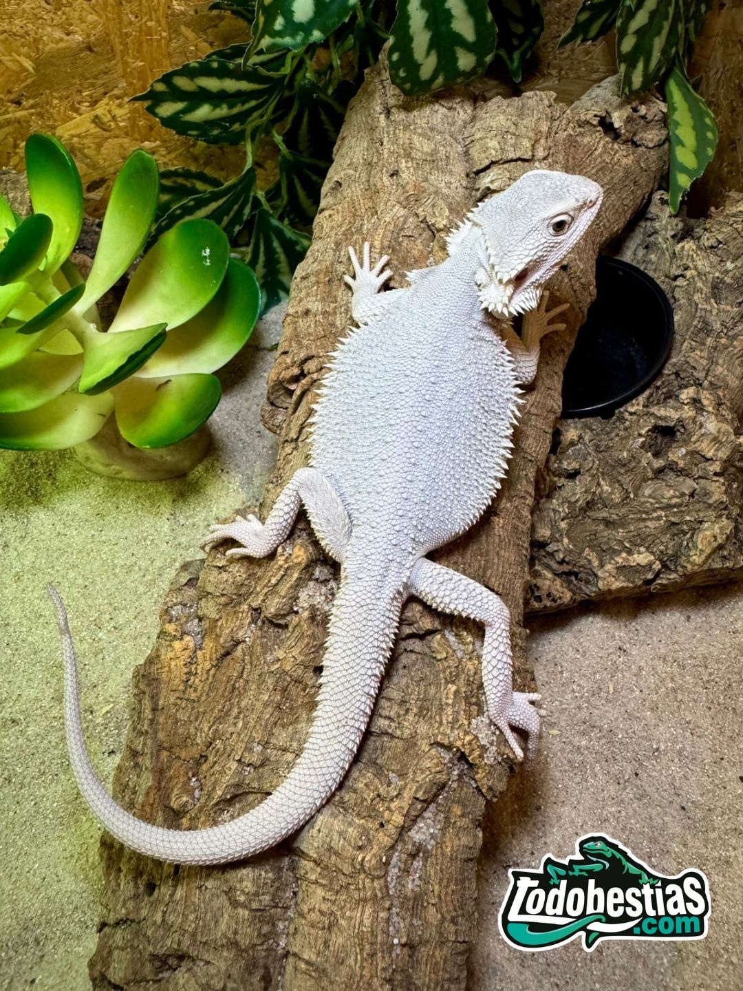 Pogonas vitticeps Zero Snow Medianas