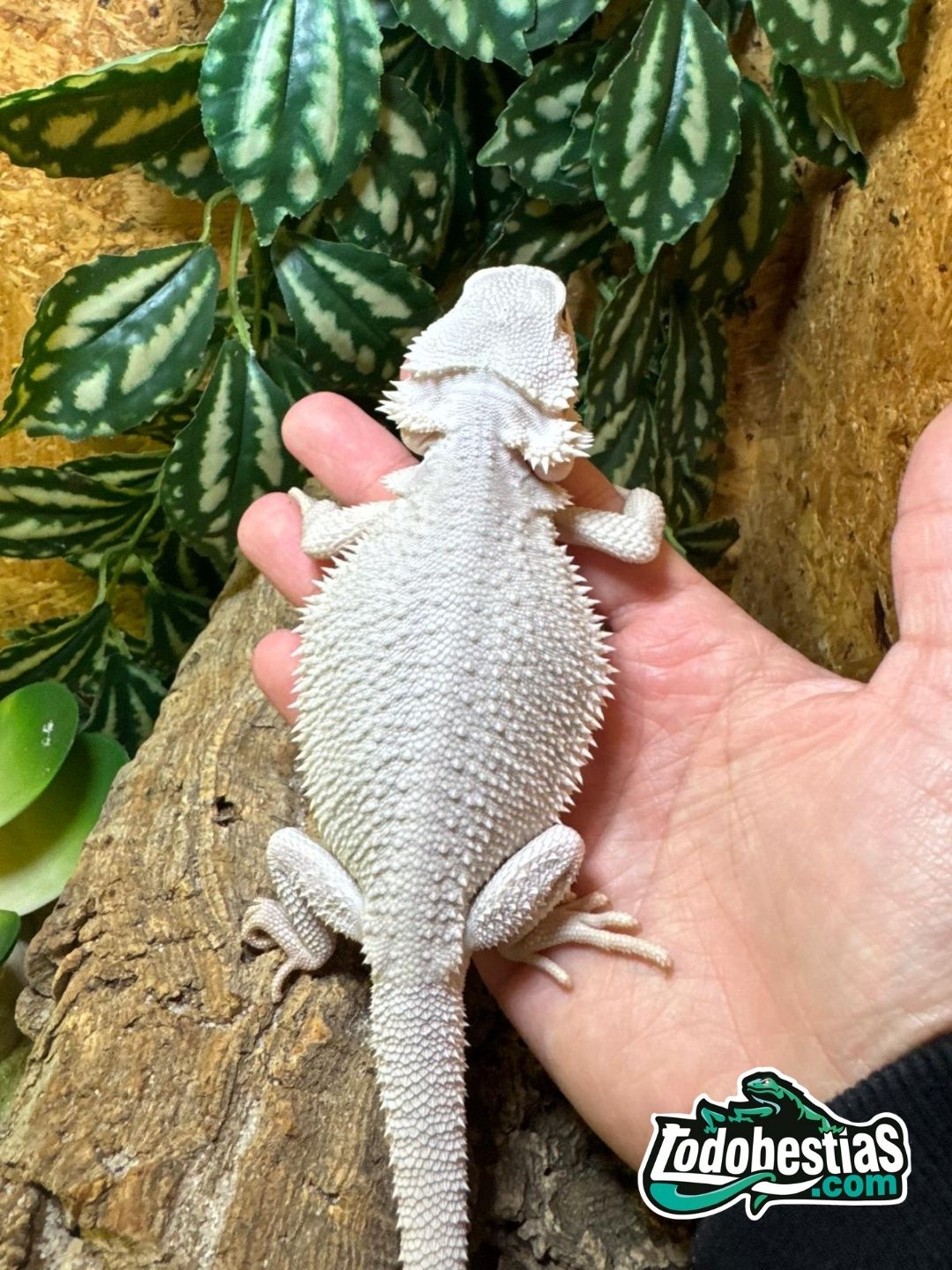 Pogonas vitticeps Zero Snow Subadultas - Imagen 2