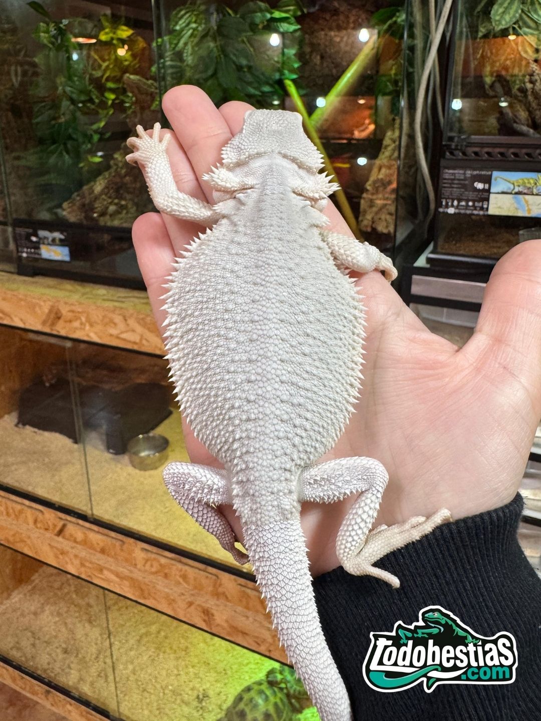 Pogonas vitticeps Zero Snow Subadultas - Imagen 3