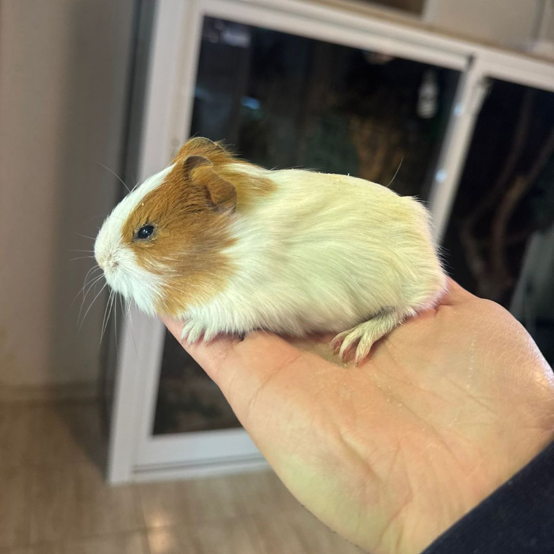 Cobaya Pelo Corto Machos y Hembras