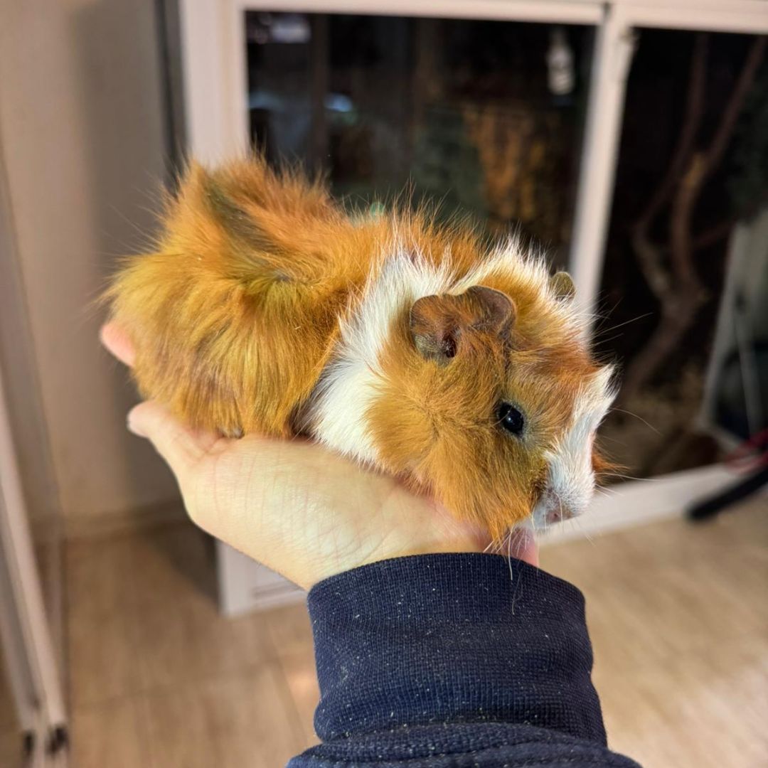 Cobaya pelo largo machos y hembras