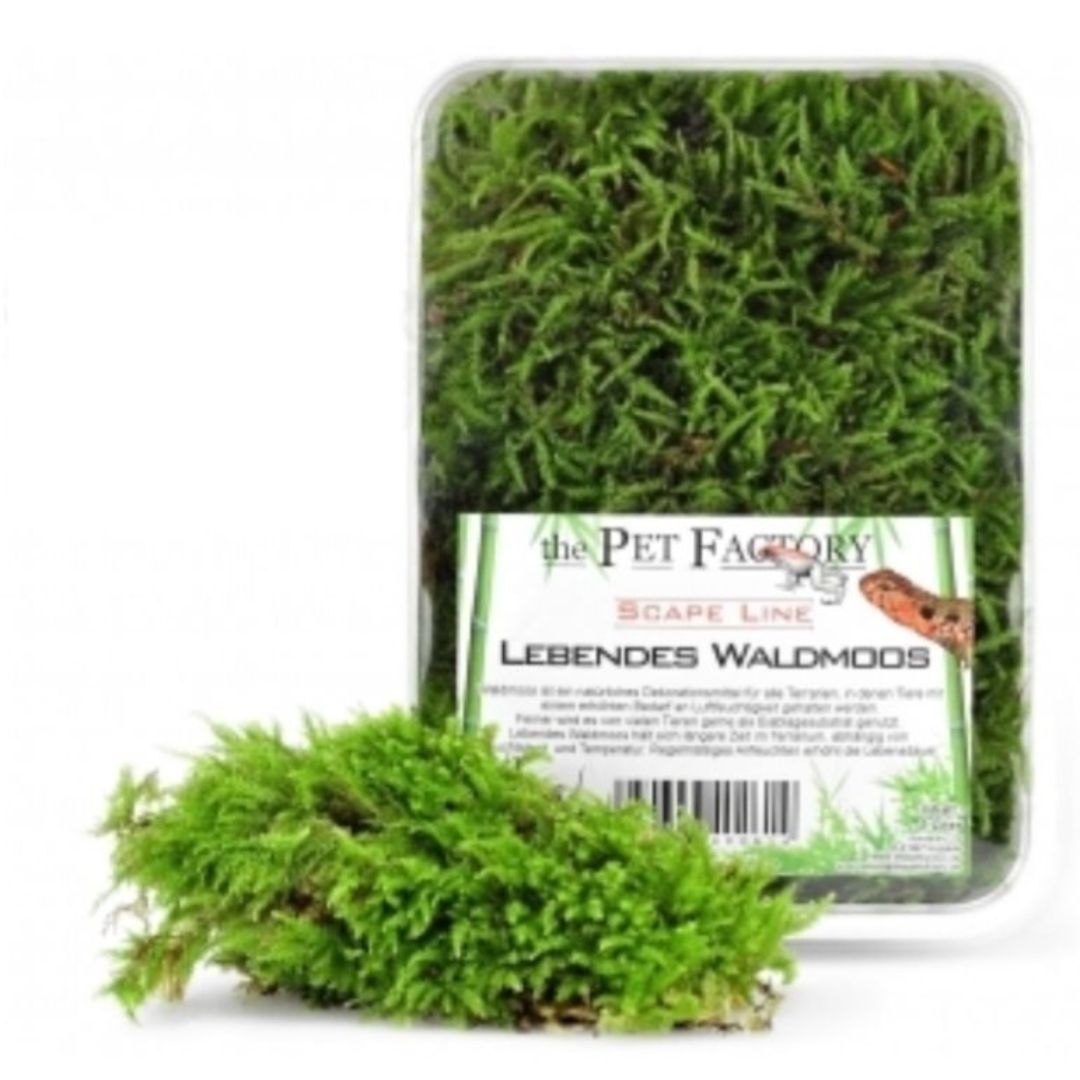 Substrato musgo de bosque vivo