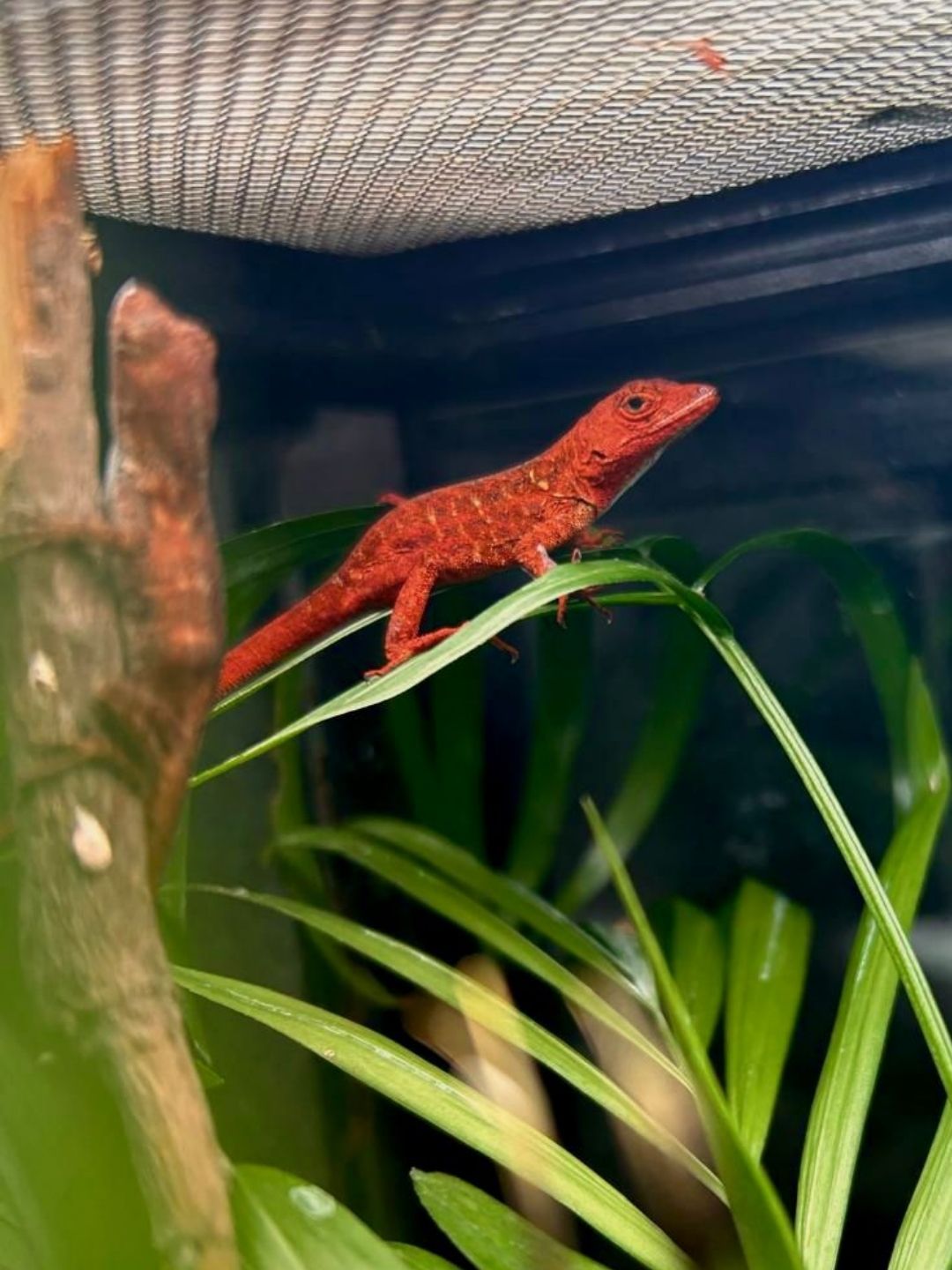 Anolis sagrei Red Pareja