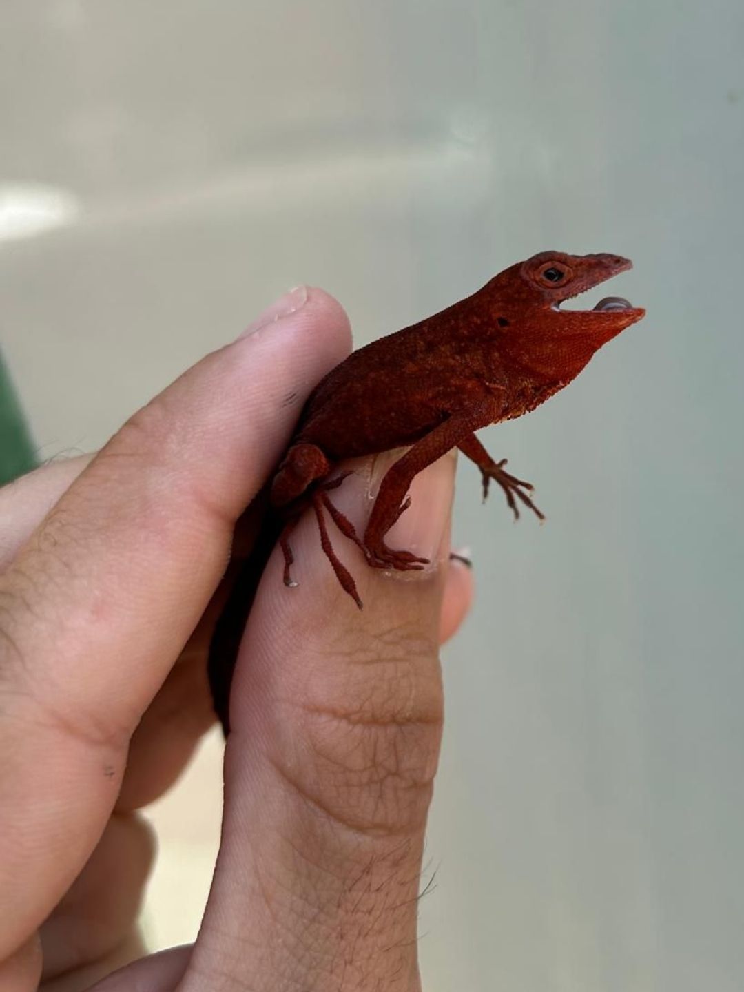Anolis sagrei Red Pareja - Imagen 3