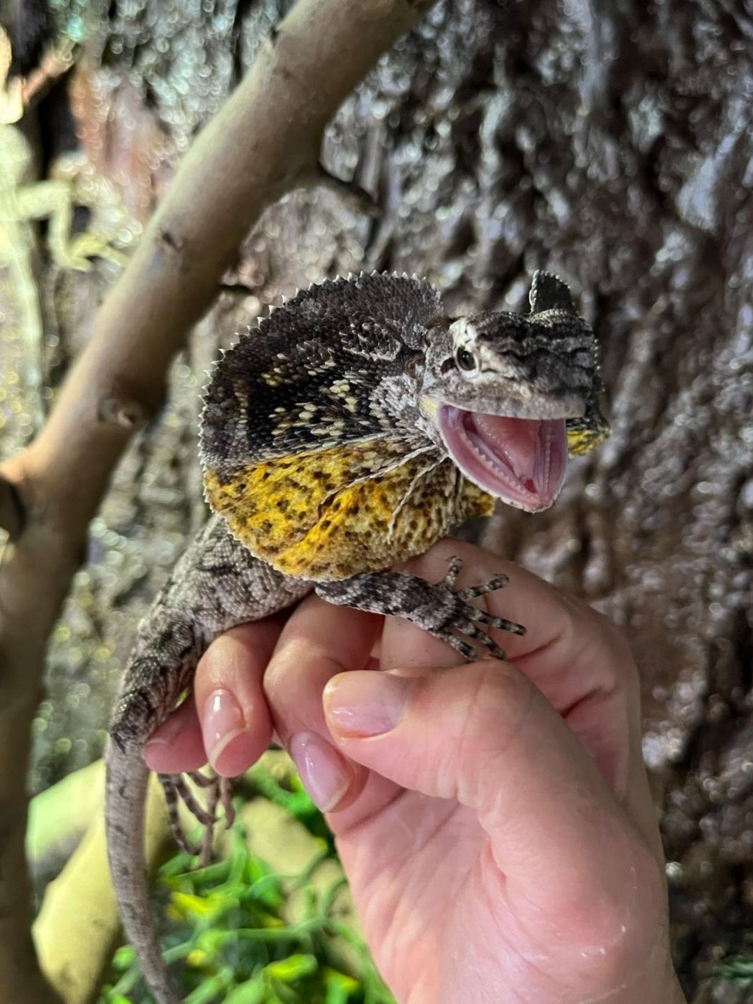 Clamydosaurios kingii