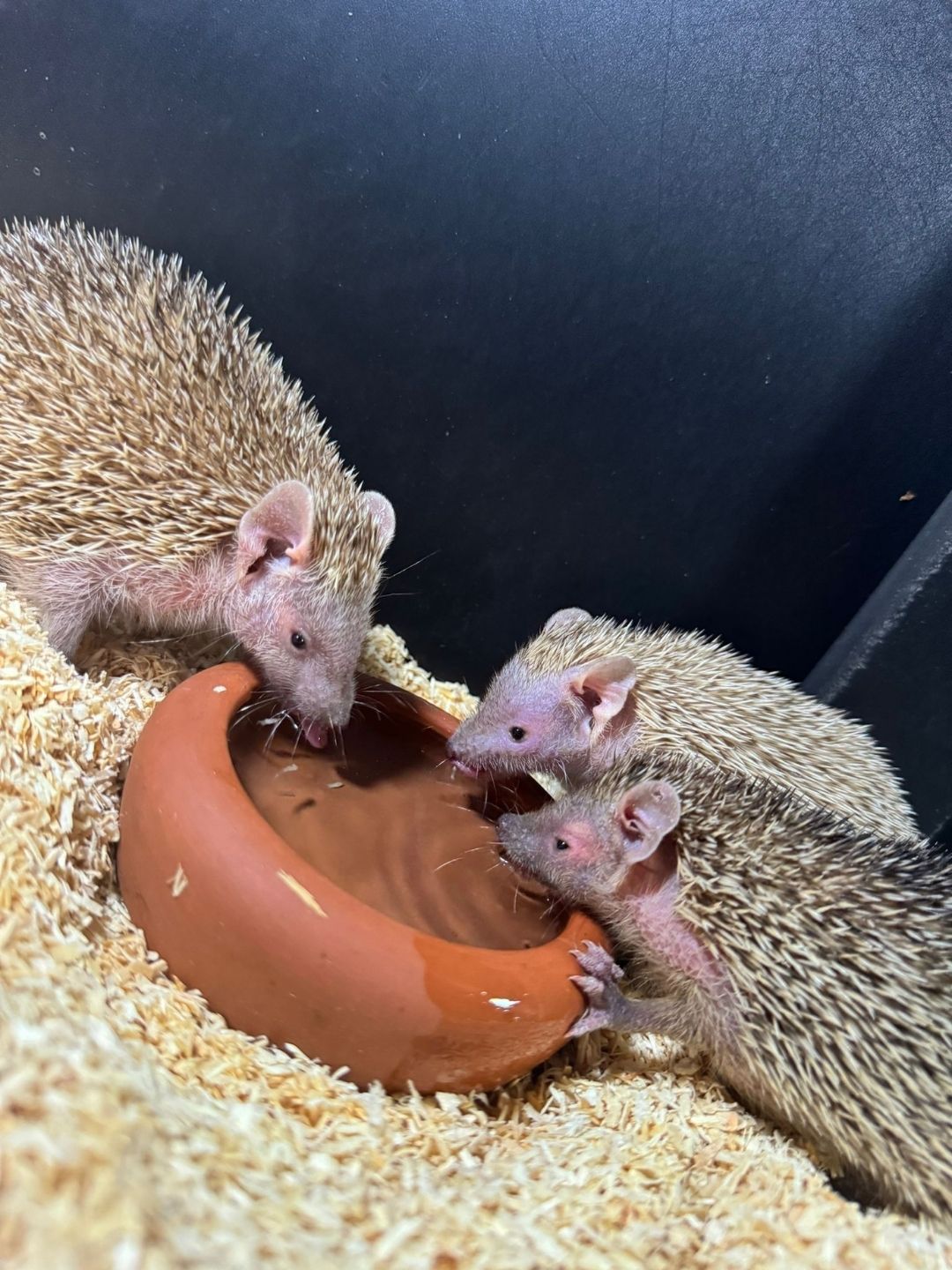 Erizos echinops telfairi