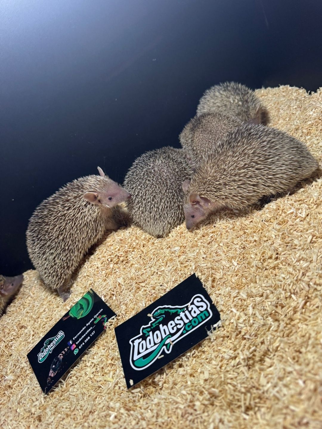 Erizos echinops telfairi - Imagen 2