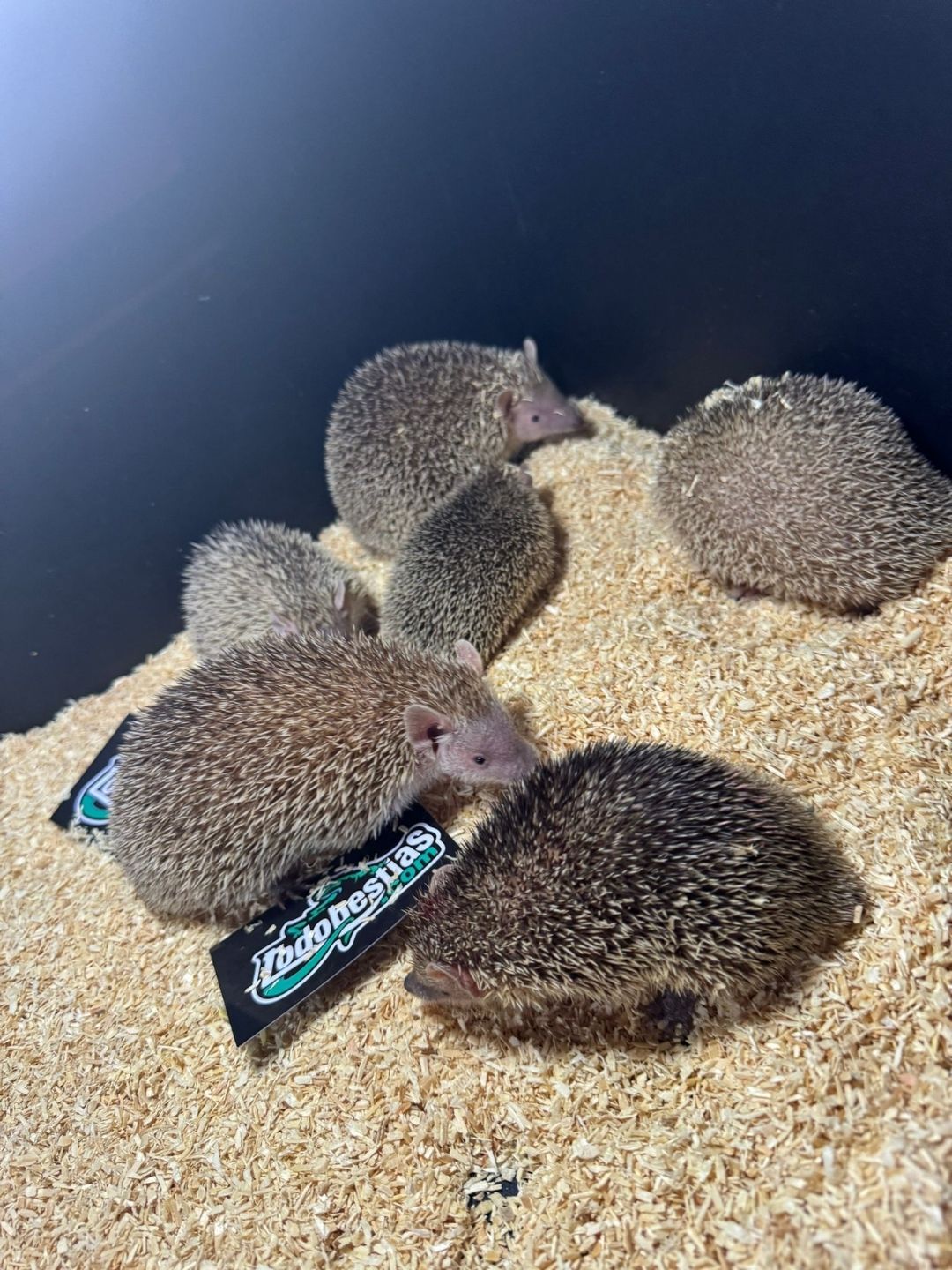 Erizos echinops telfairi - Imagen 3