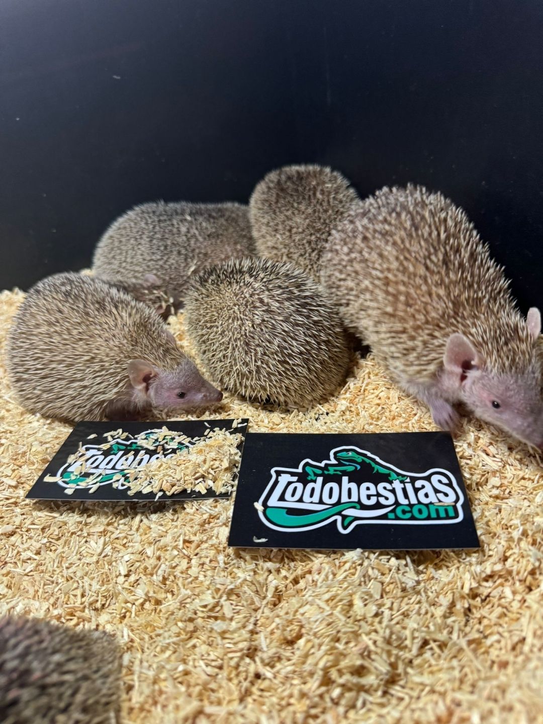 Erizos echinops telfairi - Imagen 4