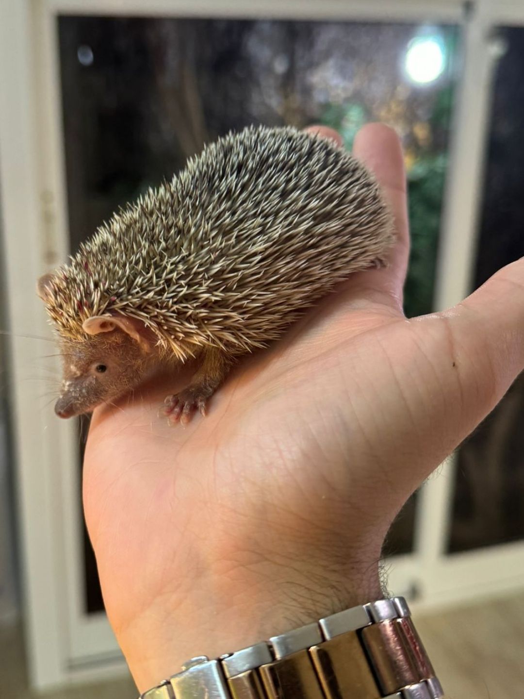 Erizos echinops telfairi - Imagen 5