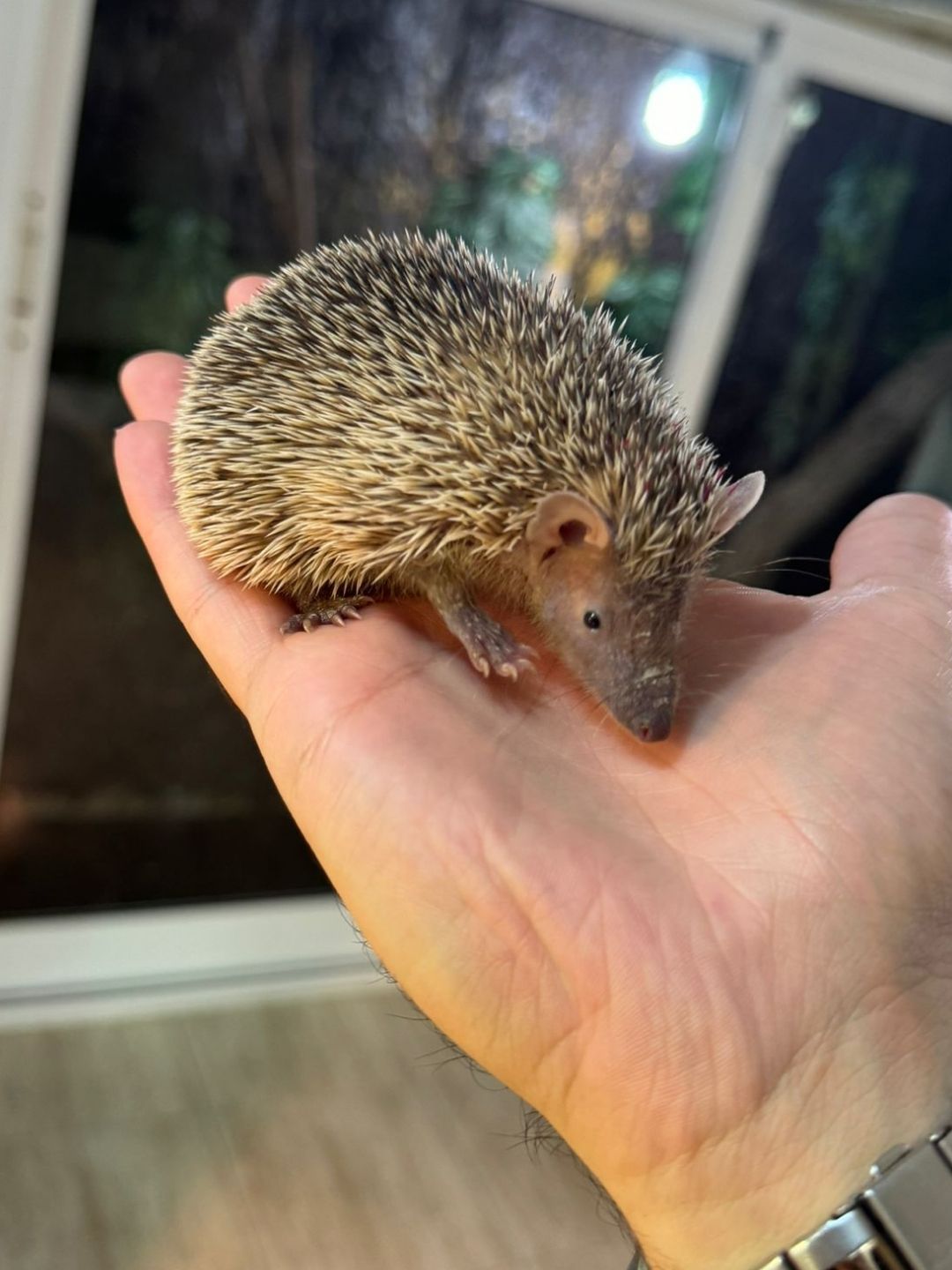 Erizos echinops telfairi - Imagen 6