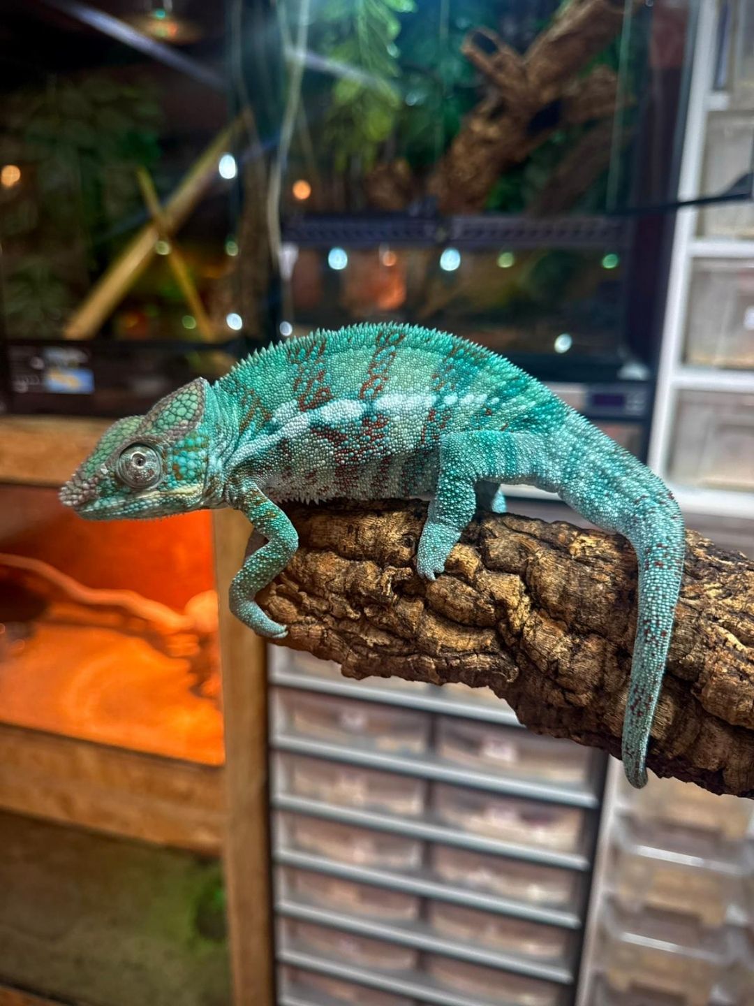 Furcifer pardalis Djangoa grandes (Parejas) - Imagen 2