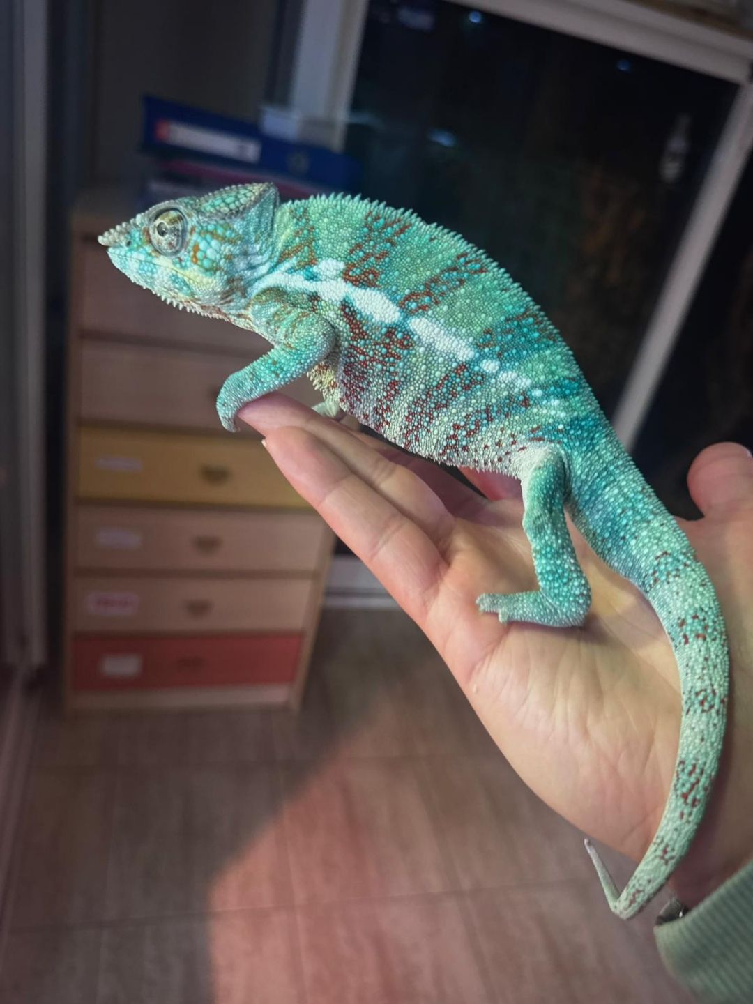 Furcifer pardalis Djangoa grandes (Parejas) - Imagen 3