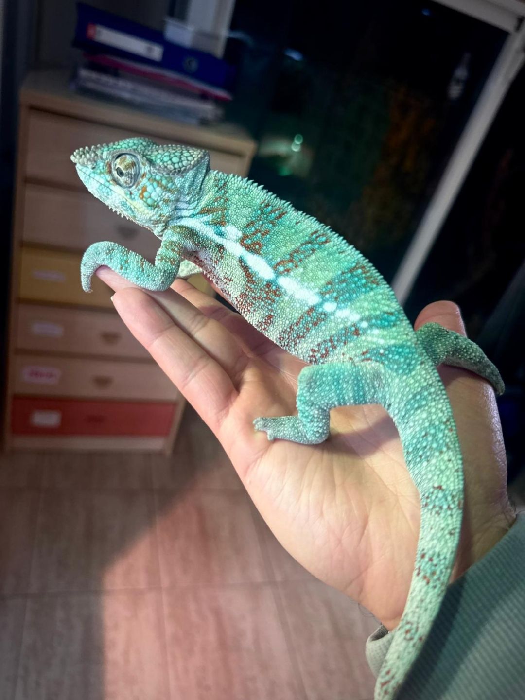 Furcifer pardalis Djangoa grandes (Parejas)