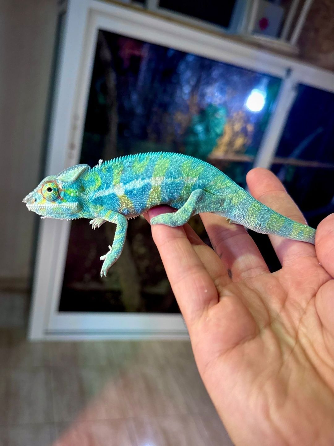 Furcifer pardalis Nosy be (Parejas)