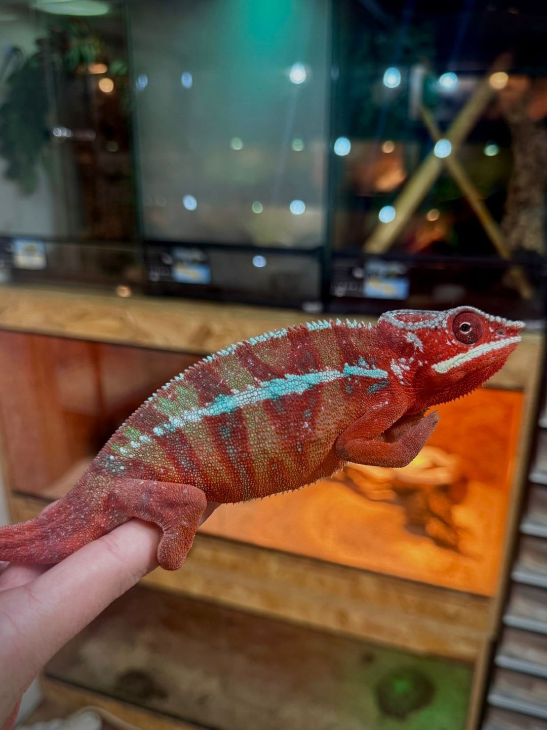 Furcifer pardalis ambilove (Parejas) - Imagen 2