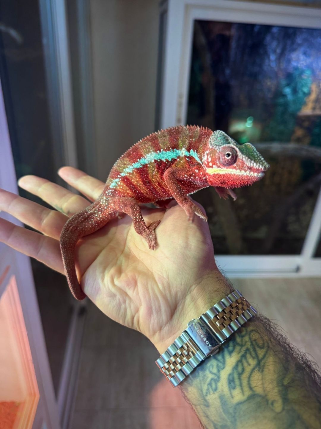 Furcifer pardalis ambilove (Parejas) - Imagen 4