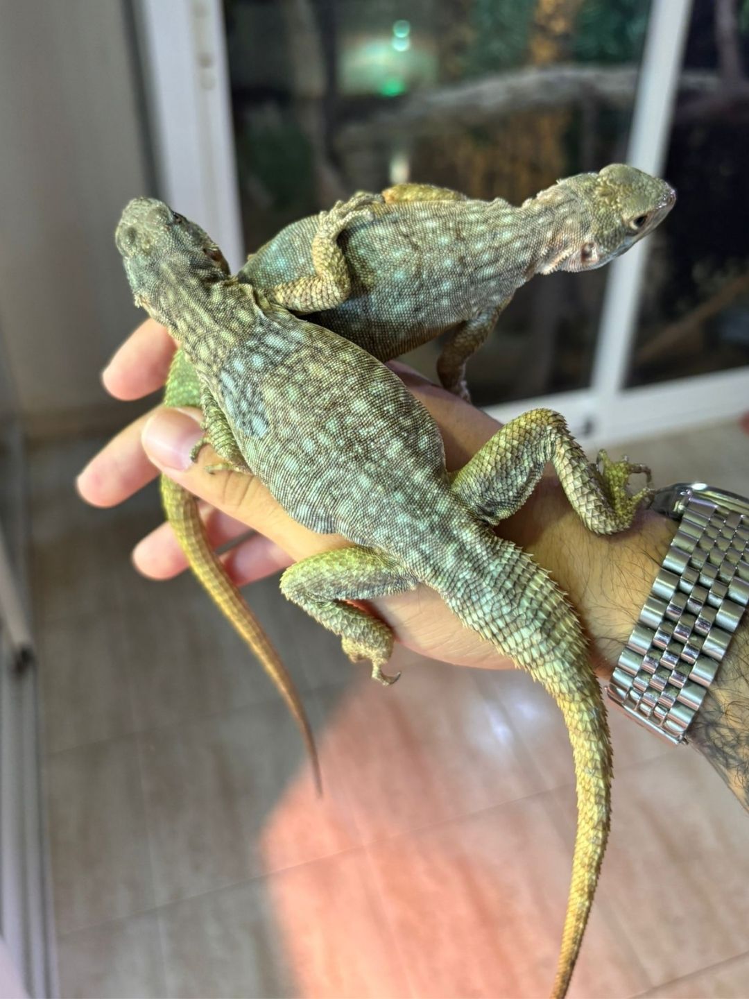 🦎 Oplurus quadrimaculatus – Iguana Terrestre de Cuatro Manchas