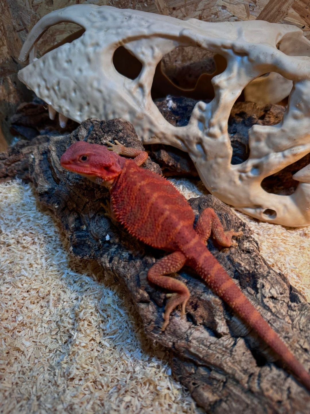 Pogona vitticeps Red hembra Hypotrans N2