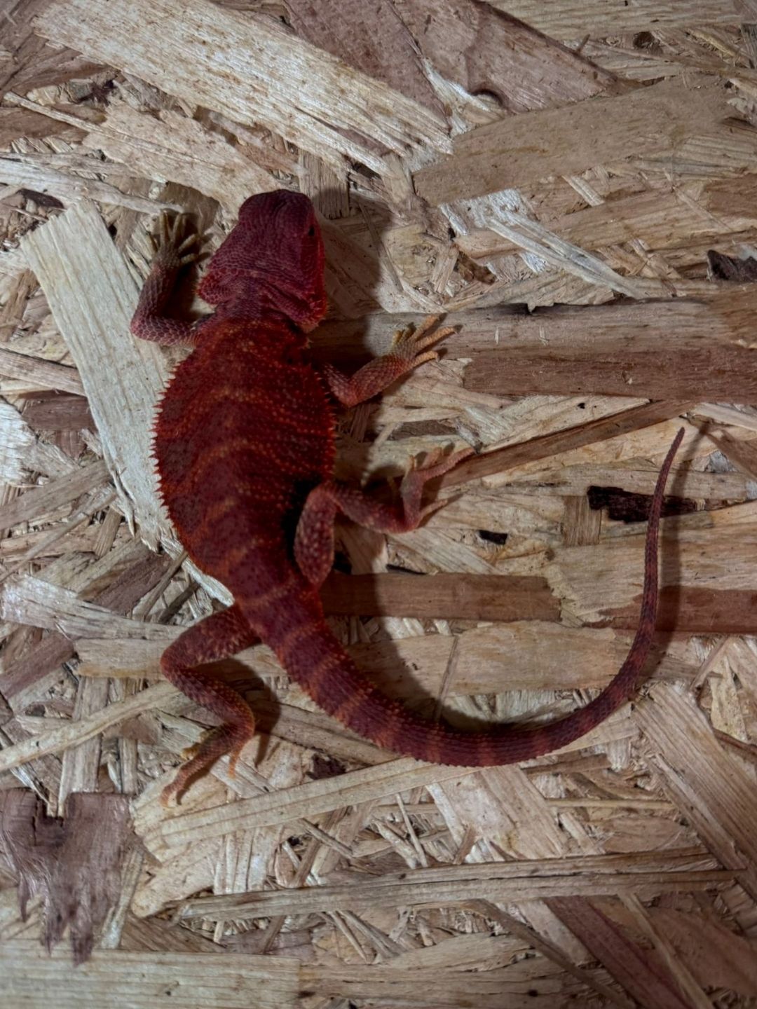 Pogona vitticeps Red hembra Hypotrans N2 - Imagen 2