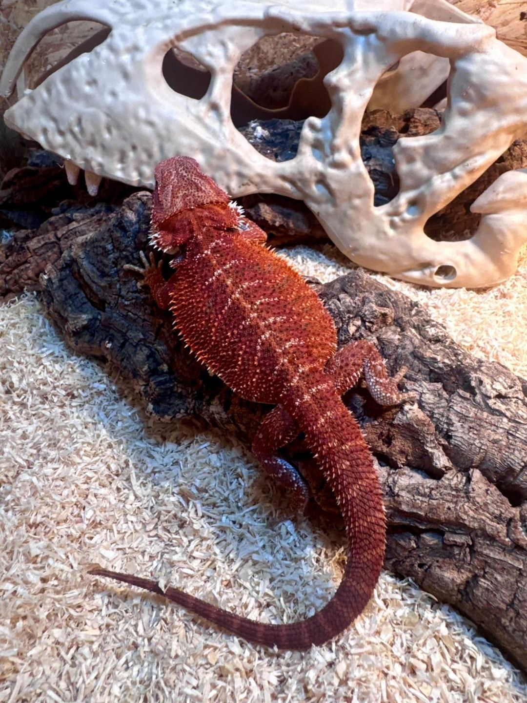 Pogona vitticeps Red Hembra N1